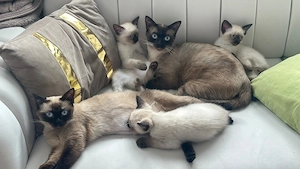Liebevolles Zuhause für zwei Siam-Katerchen gesucht