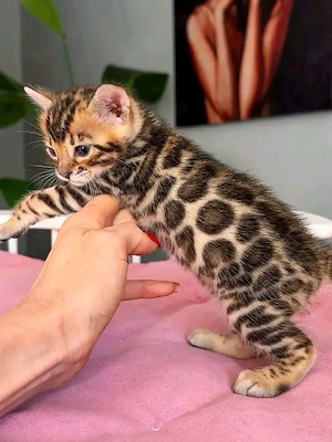 Wunderschöne reinrassige Bengal-Kätzchen