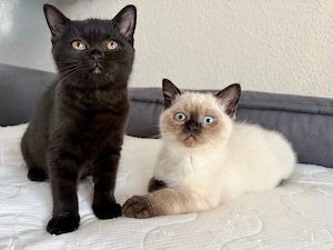 Britisch Kurzhaar Kitten 