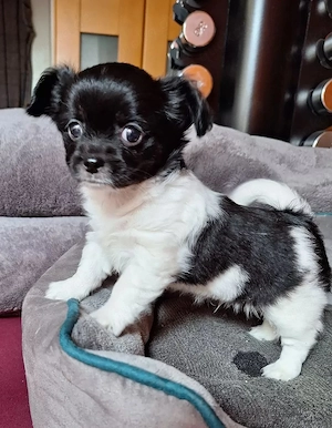 Wunderschöne Chihuahua-Welpen suchen ein 
