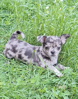 Wunderschöne Chihuahua-Welpen suchen ein liebevolles Zuhause