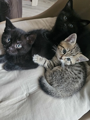 Kitten Mischlinge 