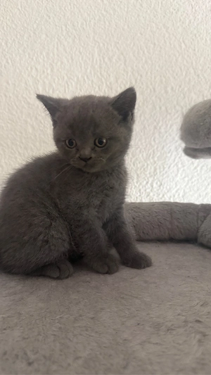 BKH Kater abgabeberreit 