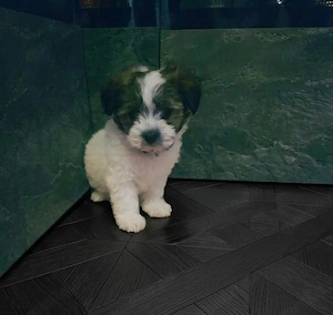 Bichon Havaneser Mädchen welpe