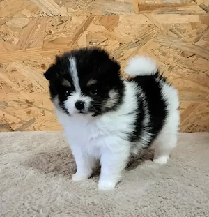 ((Pomeranian-PomChis75%Poms))
