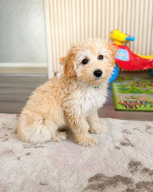 Maltipoo letzte Rüde frei
