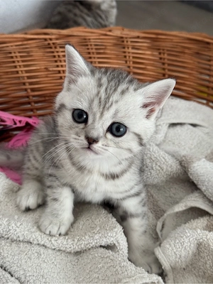 BKH Kitten Kätzchen 