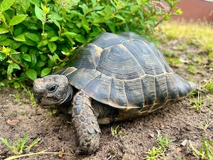 Maurische Landschildkröte