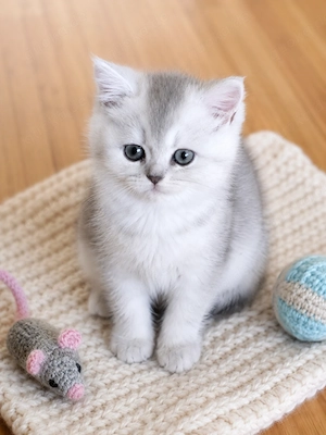 Britisch Kurzhaar und Langhaar Kitten zu verkaufen