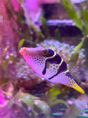 Canthigaster valentini Sattel-Spitzkopfkugelfisch Meerwasser