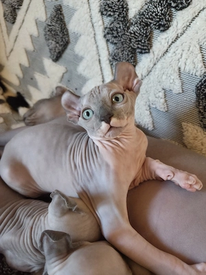 Liebevolle Sphynx-Kitten suchen ein Zuhause   