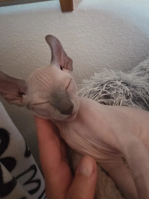 Liebevolle Sphynx Elf-Kitten, mit Schnurrbarthaaren