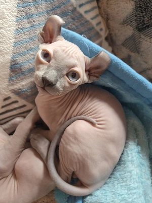 SphynxKatzen mit Schnurr-Tasthaaren