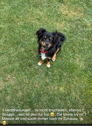 Ivy sucht leider immer noch ihr zuhause