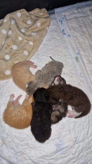 4 süße bkh ragdoll mix kitten suchen...