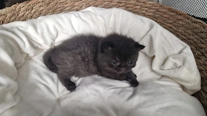 bkh ragdoll mix mädchen sucht