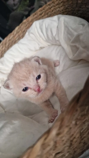 bkh ragdoll mix männchen sucht