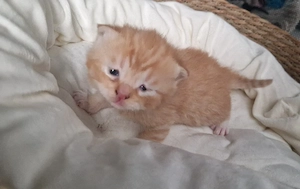 bkh ragdoll mix junge sucht