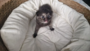 bkh ragdoll mix mädchen sucht