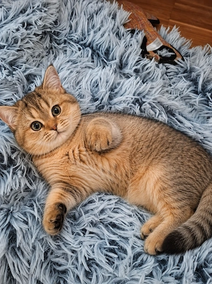 BKH. Weiblich Sie hat eine wunderschöne gold-braune Fellfarbe mit grünen Augen.