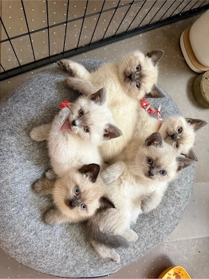 BKH Katzenbaby Color Point