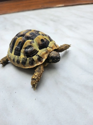  landschildkröte 