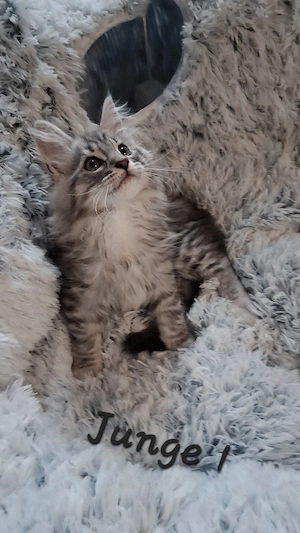 Meine coon kitten 