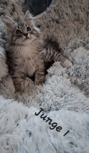 Meine coon kitten 
