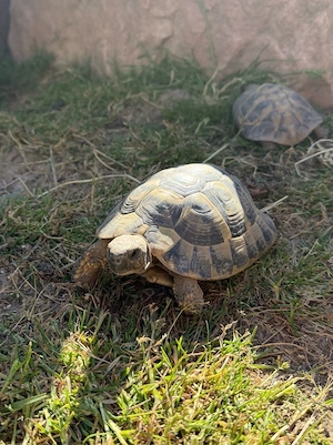 Grischiche Landschildkröten