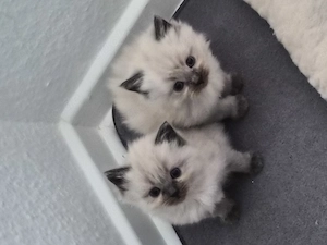 Ragdoll Kitten