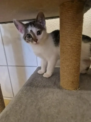 Kätzchen Kitten sucht ein zu Hause