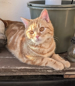 8 Monate Junger Europäischer Kurzhaar Kater 