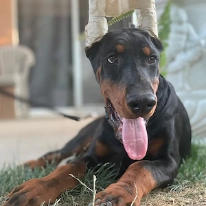 Engagierte Dobermann-