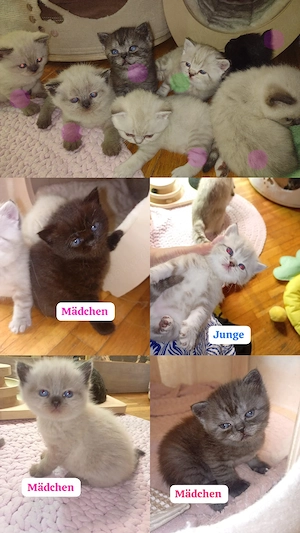 Bärchen suchen ein liebevolles Zuhause BKH-Kitten zum Kuscheln