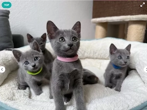 Wunderschöne Russisch Blau Kitten 