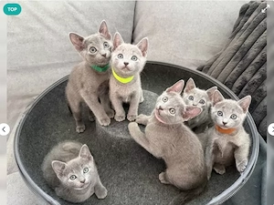 Wunderschöne Russisch Blau Kitten 