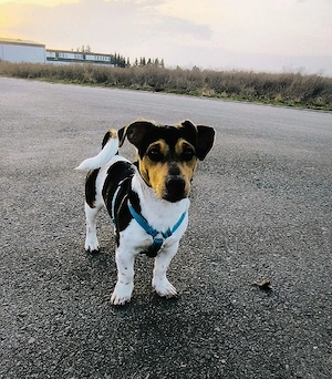 Jack-Russell-Terrier Rüde  Ace  sucht neues Zuhause   