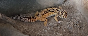 Leopardgecko Weibchen