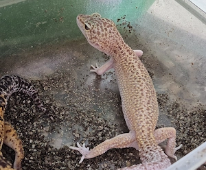 Leopardgecko Weibchen