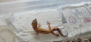 Leopardgecko Jungtiere 2025 Männchen