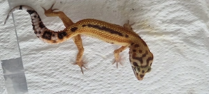 Leopardgecko Jungtiere 2025 Männchen