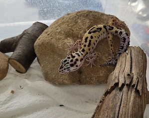 Leopardgecko Jungtier 2025 Männchen 