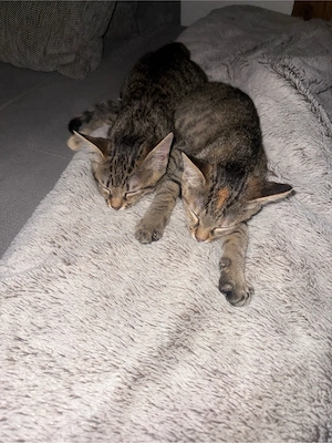 süße babkitten 