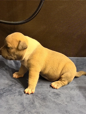 American Pocket Bullys 