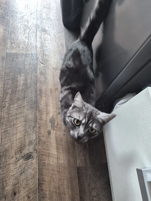 süße katze nala sucht dringend ein zuhause