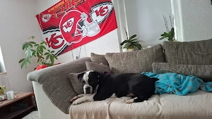 Cane Corsomix Hündin