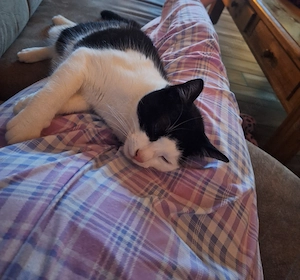 Katzen Mädchen sucht zuhause