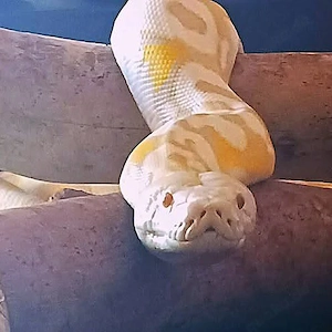 Netzpython