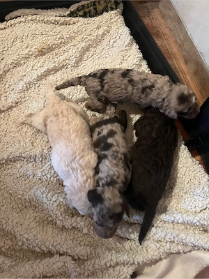 Goldendoodle   Lagotto   Doodle   Pudel Welpen