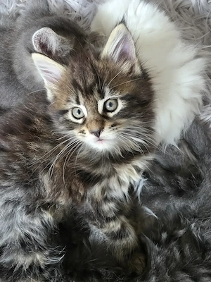 Reinrassige Maine Coon XXL Kitten Kätzchen Katzen Babys sanfte Riesen